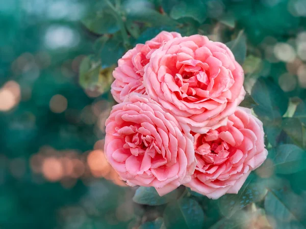 Beautiful bunch of a blooming pink roses flowers over natural green backdrop. Flower background with copy space. Soft focus — Stock Photo, Image