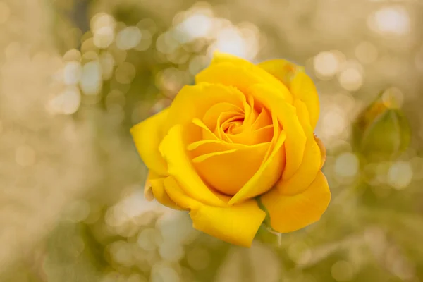 Beautiful blooming yellow rose flower over natural light backdrop. Flower background with copy space. Soft focus — Stock Photo, Image