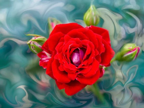 Beautiful bunch of a blooming red roses flowers over blurred green backdrop. Flower background with copy space. Soft focus — Stock Photo, Image