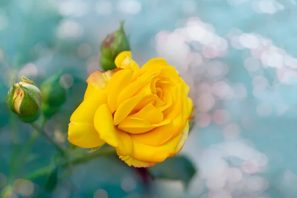 Beautiful bunch of a blooming yellow roses flowers over natural green backdrop. Flower background with copy space. Soft focus — Stock Photo, Image