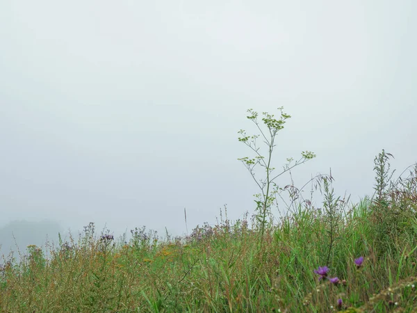 Een helling met berggrassen op een mistige ochtend. Minimalistisch landschap met mistige natuur. Mysterieuze plek in de vroege ochtend — Stockfoto