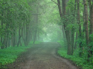 Sabah ormanında sisli bir viraj yolu