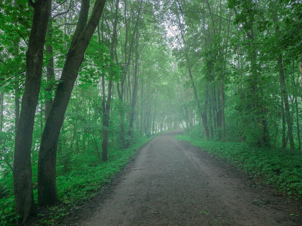 Une route sinueuse brumeuse dans la forêt du matin — Photo