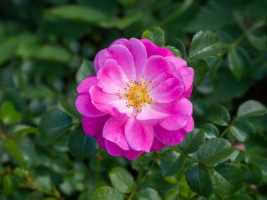 Bulanık yeşil arkaplanda çiçek açan pembe bir demet