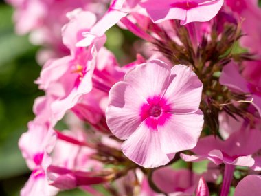 Pembe bahçe Phlox (Phlox paniculata). Bahçede çiçek açan pembe feniks dalı. Yumuşak bulanık seçici odak.