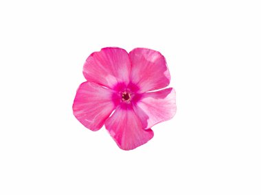 Beyaz arka planda tek bir pembe çiçek var. Çiçek açan fenomen, kapat