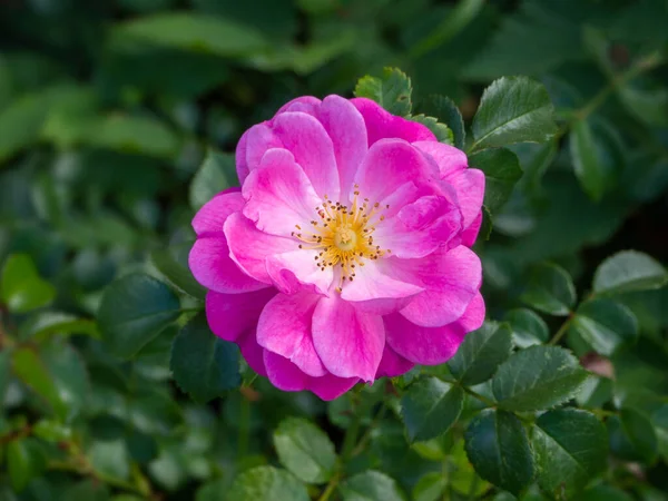 Beautiful bunch of a blooming pink rose flower over blurred green backdrop — Stock Photo, Image