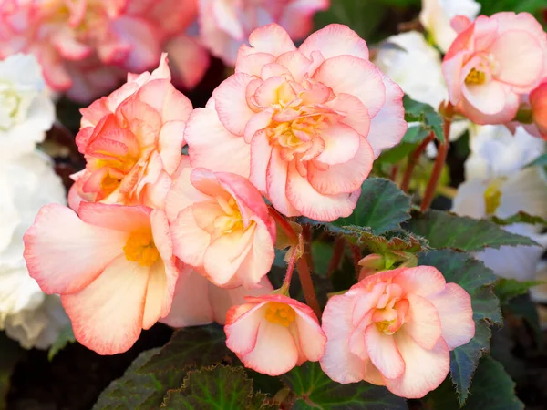 Begonia é uma flor rosa delicada em um canteiro de flores. O conceito de floricultura — Fotografia de Stock