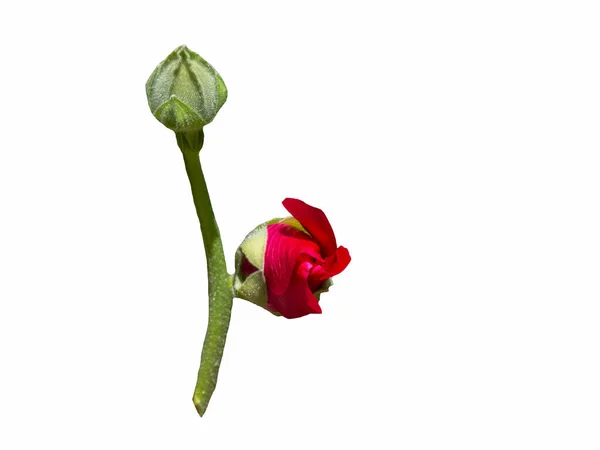 Mallow red flower bud isolate on a white background — Stock Photo, Image