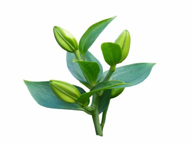 Narin Lily tomurcukları beyaz arka planda izole edilmiş. Güzel natürmort. Yıldız şeklinde bir çiçek gibi. Bahar geldi. Düz yatış, üst görünüm