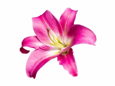 Narin pembe Lily beyaz arka planda izole edilmiş. Güzel natürmort. Yıldız şeklinde bir çiçek gibi. Bahar geldi. Düz yatış, üst görünüm