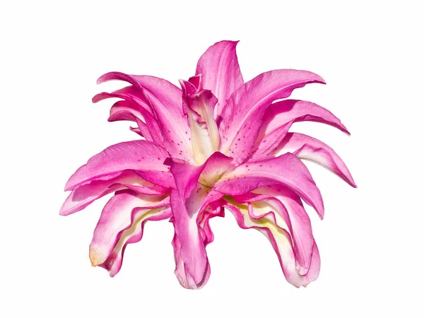 Ευαίσθητη ποικιλία Roselily Kendra Lily απομονώνονται σε λευκό φόντο. Όμορφη νεκρή φύση. Λουλούδι σε σχήμα αστεριού. Άνοιξη. Επίπεδο lay, πάνω όψη — Φωτογραφία Αρχείου