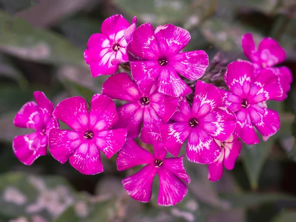 Rózsaszín kert Phlox (Phlox paniculata). Rózsaszín phlox virágzó ága a kertben. Puha homályos szelektív fókusz — Stock Fotó