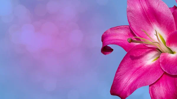 Bela cacho de flor de lírio vermelho em azul desfocado fundo. — Fotografia de Stock