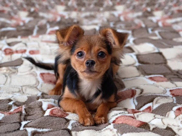 Játékterrier, zárj be. Orosz játék terrier kutya — Stock Fotó