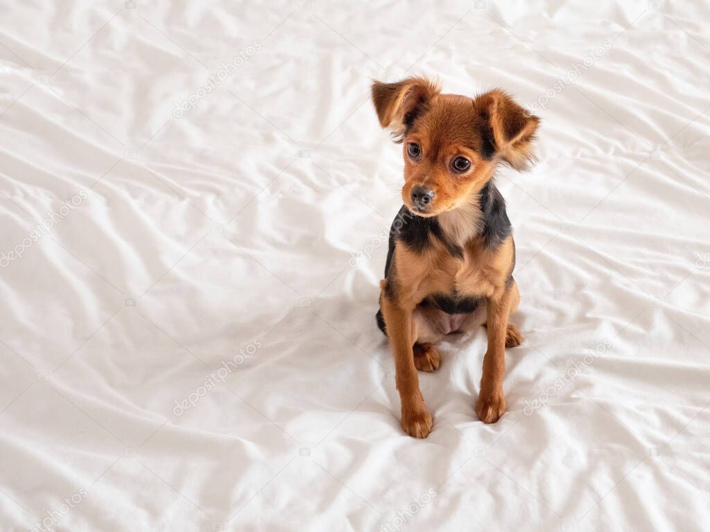 Toy terrier, close up. Russian toy terrier dog on a white background.