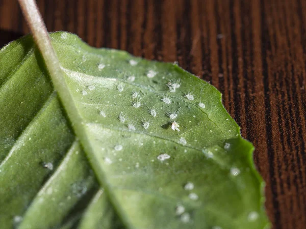 Larvae of the whitefly on the leaf of a rose. Macro image — Stock Image Larvae of the whitefly on the leaf of a rose. Macro image Stock Image