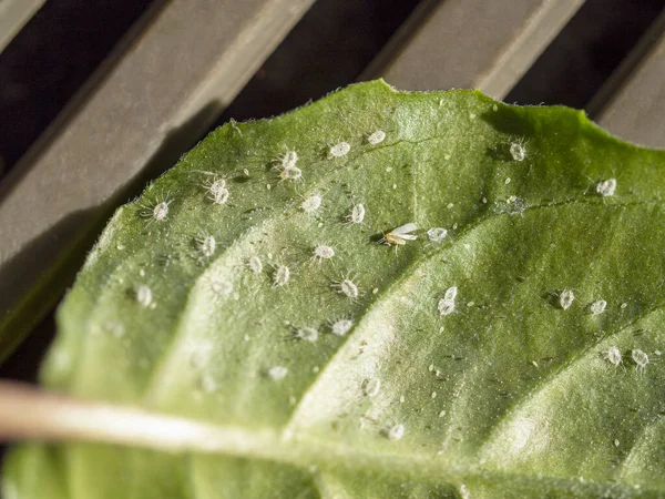 Larvae of the whitefly on the leaf of a rose. Macro image — Stock Image Larvae of the whitefly on the leaf of a rose. Macro image Stock Image