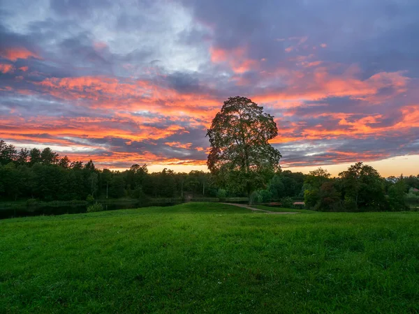 Paesaggio serale con un grande albero su una collina — Foto Stock