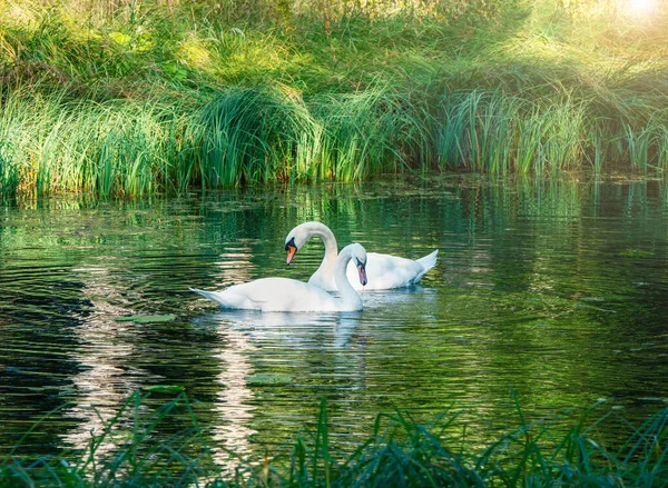 Due cigni bianchi nuotano con grazia in una laguna verde — Foto Stock