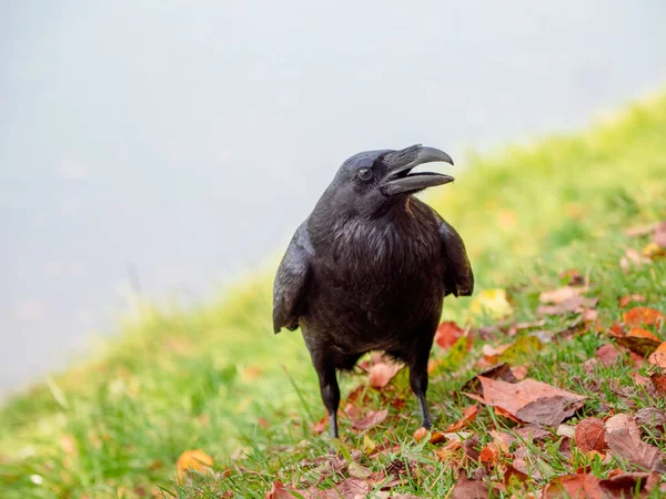 Um Corvo preto na relva — Fotografia de Stock