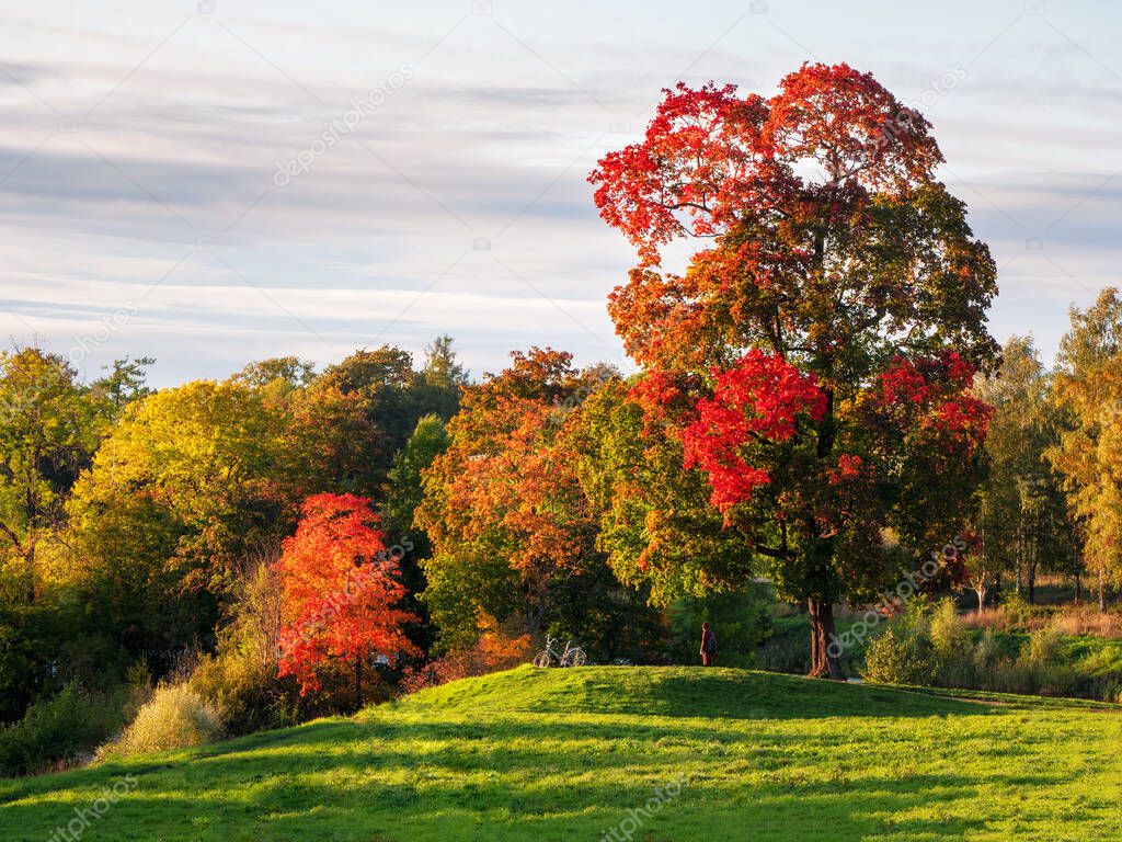 Beautiful autumn landscape with red trees in a hill