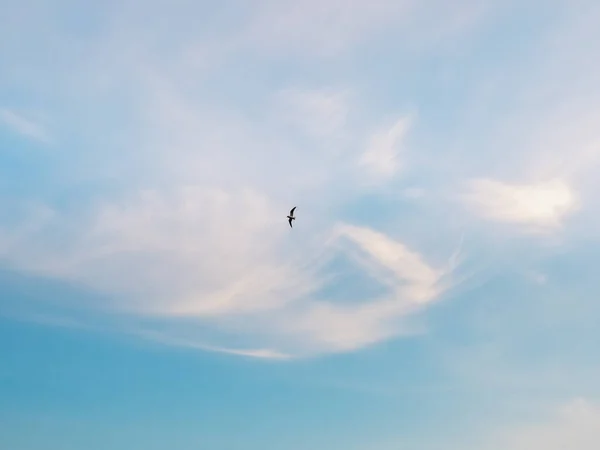 Silhouet van een vliegende vogel in de blauwe lucht — Stockfoto