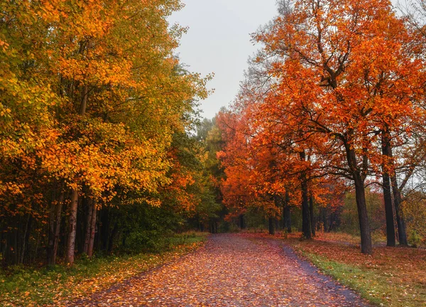 Mystiskt höstlandskap med dimma och stig i parken. — Stockfoto