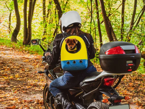 Mulher motociclista com um cão em uma mochila em suas costas — Fotografia de Stock