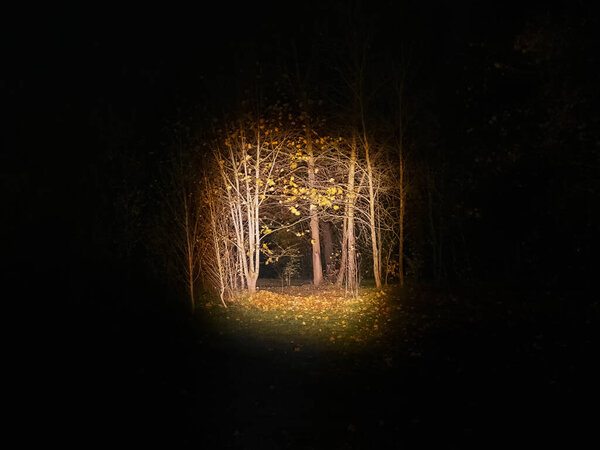Dark forest with a lantern. Illuminated trees at night, Scary forest scene. Tree silhouettes in the dark.