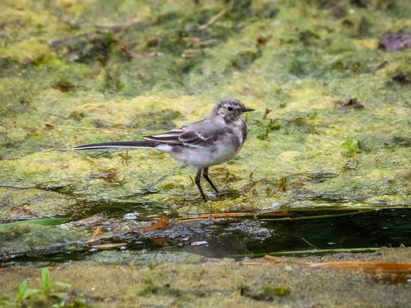 Genç beyaz kuyruklu ya da bataklık nehrindeki Motacilla Alba. Vahşi yaşam geçmişi, bataklıktaki küçük bir kuş..