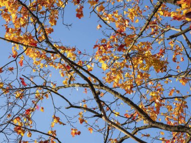 Sonbahar akçaağacı, güneşli mavi gökyüzü arka planında sarı yapraklar.