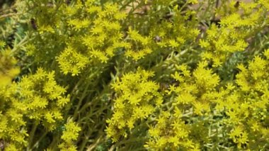 Çiçekler üzerinde fazla arı