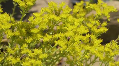 Avrupa Arılar çiçek pollinating