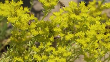 Uzun ateş, arıların nektar toplar