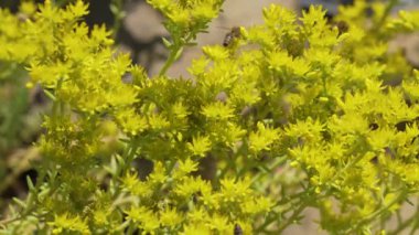 Arıların topladığı nektar timelapse
