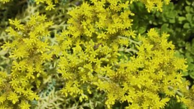 Çok sayıda Avrupa arılar sarı çiçekler tozlaşmak ve çiçek çiçek sinek