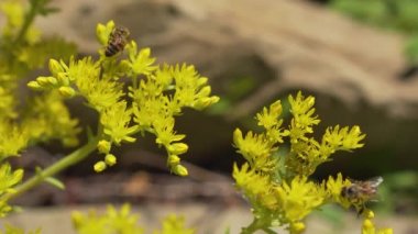 İki arılar çiçekleri üzerinde işe, sonra onlardan biri uçar
