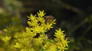 Arı rüzgarda, nektar toplar makro