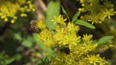 Bal arı sinek çiçek kapalı