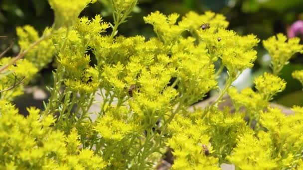 Bijen bestuiven gele bloemen — Stockvideo