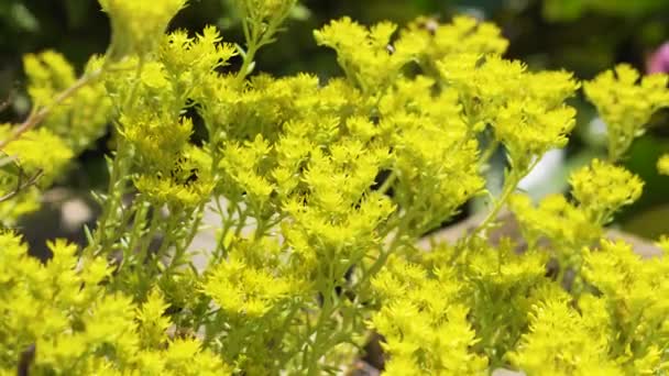 Пчелы работают на желтые цветы Timelapse — стоковое видео