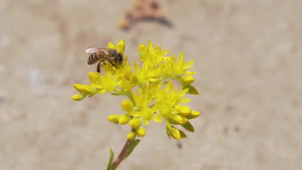 Trabajo de la abeja en flor — Vídeo de stock