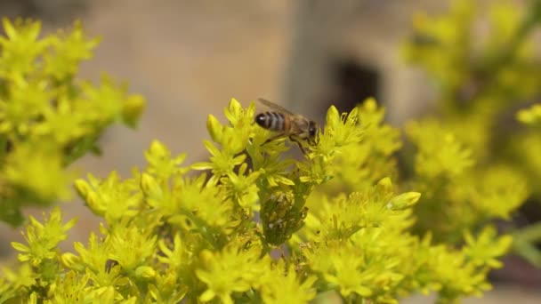 Bee op gele bloem met bokeh — Stockvideo