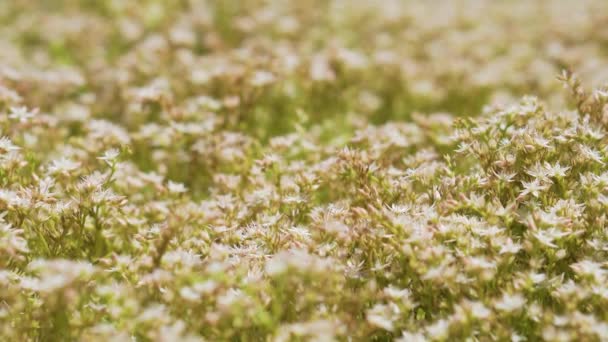 Macro Disparar Abejas Volando Por Encima Las Flores — Vídeos de Stock