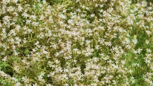 Tir d'en haut : de nombreuses abeilles sur des fleurs blanches — Video