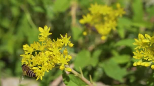 De honingbij vliegt van bloem naar de andere — Stockvideo