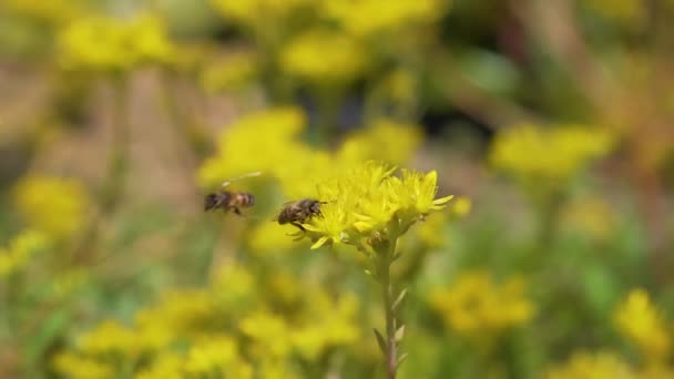 Bijen verzamelen stuifmeel op gele bloem — Stockvideo