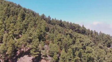 Drone panoramik görünümü-Tenerife: orman, vadi ve okyanus