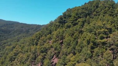 Dağ-Ladin, çam ve diğer dökmeyen iğne ağaçları üzerinde ağaçların havadan görünümü